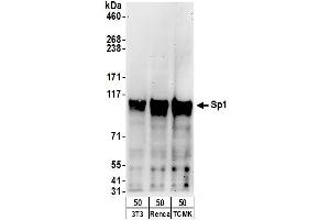 Western Blotting (WB) image for anti-Sp1 Transcription Factor (SP1) (AA 735-785) antibody (ABIN7453450) (SP1 antibody  (AA 735-785))