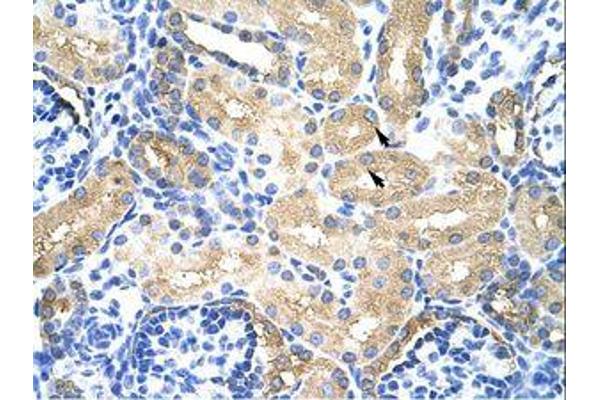 MTHFSD antibody  (AA 60-109)