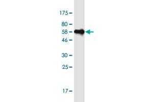 Western Blot detection against Immunogen (54. (HNRNPC antibody  (AA 1-250))