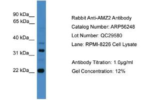 WB Suggested Anti-AMZ2  Antibody Titration: 0. (AMZ2 antibody  (C-Term))