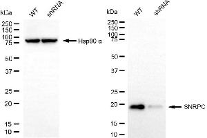 Western blotting analysis using SNRPC antibody (ABIN7800380). (Recombinant SNRPC antibody)