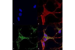 Immunocytochemistry/Immunofluorescence analysis using Mouse Anti-Cav3. (CACNA1G antibody  (AA 2052-2172) (APC))