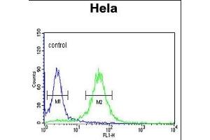 COG2 Antibody (N-term) (ABIN653327 and ABIN2842817) flow cytometric analysis of Hela cells (right histogram) compared to a negative control cell (left histogram). (COG2 antibody  (N-Term))