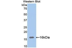 Western Blotting (WB) image for anti-Lectin, Galactoside-Binding, Soluble, 9C (LGALS9C) (AA 228-356) antibody (ABIN1171894) (LGALS9C antibody  (AA 228-356))