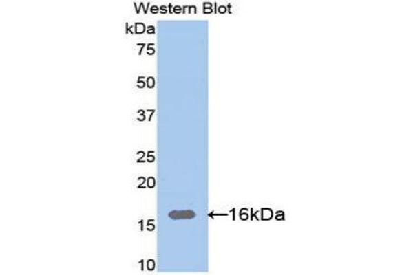 LGALS9C anticorps  (AA 228-356)