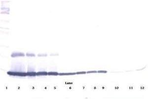 Image no. 4 for anti-Chemokine (C-C Motif) Ligand 9 (Ccl9) antibody (ABIN465416) (CCL9 antibody)