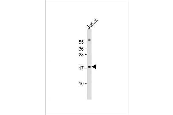 RBM3 antibody  (AA 55-84)