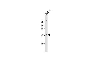 Anti-RBM3 Antibody (Center) at 1:1000 dilution + Jurkat whole cell lysate Lysates/proteins at 20 μg per lane. (RBM3 antibody  (AA 55-84))