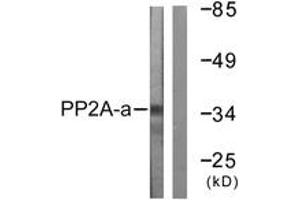 Western Blotting (WB) image for anti-Protein Phosphatase 2, Catalytic Subunit, alpha Isozyme (PPP2CA) (AA 260-309) antibody (ABIN2888694) (PPP2CA antibody  (AA 260-309))