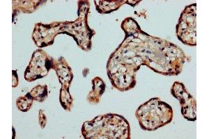 IHC image of ABIN7146938 diluted at 1:1200 and staining in paraffin-embedded human placenta tissue performed on a Leica BondTM system. (Caspase 2 antibody  (AA 2-452))