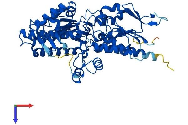 PAOX Protein (AA 1-504) (His tag)