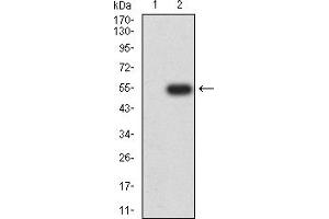 Western blot analysis using CHRNB3 mAb against HEK293 (1) and CHRNB3 (AA: extra 25-232)-hIgGFc transfected HEK293 (2) cell lysate. (CHRNB3 antibody  (AA 25-232))