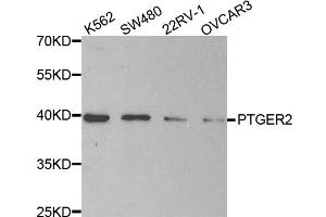 Western blot analysis of extracts of various cell lines, using PTGER2 antibody (ABIN5971508) at 1/200 dilution. (PTGER2 antibody)