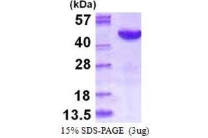 Mitogen-Activated Protein Kinase 12 (MAPK12) (AA 1-367) protein (His tag)