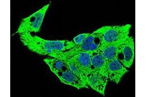 Immunofluorescence analysis of HepG2 cells using SDC1 mouse mAb (green). (Syndecan 1 antibody  (AA 28-171))