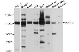 Western blot analysis of extracts of various cell lines, using DIAPH2 antibody (ABIN4903482) at 1:1000 dilution.