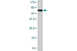Western Blot detection against Immunogen (72. (HSFX1 antibody  (AA 1-423))