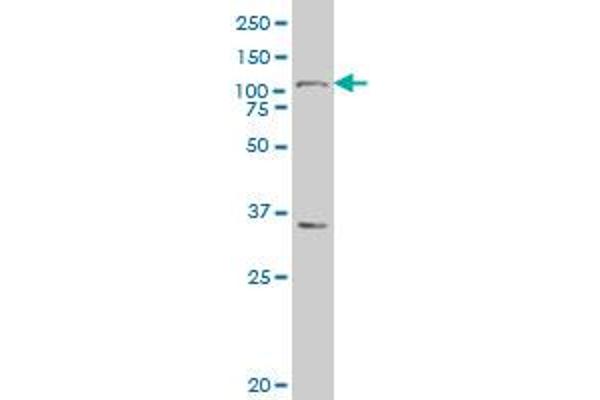 MARCH6 antibody  (AA 2-91)