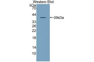 Western blot analysis of the recombinant protein. (PITPNB antibody  (AA 2-271))