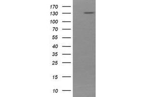 Image no. 2 for anti-Protocadherin 7 (PCDH7) antibody (ABIN1500047) (PCDH7 antibody)