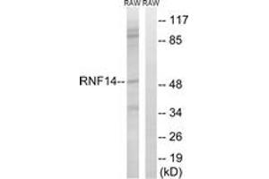 Western blot analysis of extracts from RAW264. (RNF14 antibody  (AA 361-410))
