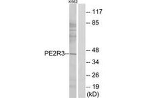 Western blot analysis of extracts from K562 cells, using PE2R3 Antibody. (PTGER3 antibody  (AA 1-50))