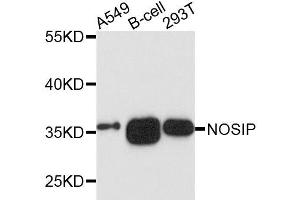 Western blot analysis of extracts of various cells, using NOSIP antibody. (NOSIP antibody)
