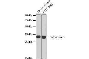Western blot analysis of extracts of various cell lines, using Cathepsin G antibody (ABIN6127686, ABIN6139228, ABIN6139230 and ABIN6217069) at 1:3000 dilution. (Cathepsin G antibody  (AA 75-190))