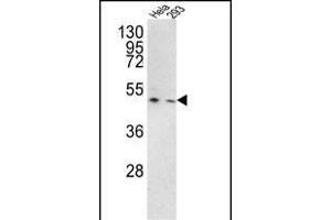 Western blot analysis of TRSS3 Antibody (Center) (ABIN390923 and ABIN2841125) in Hela, 293 cell line lysates (35 μg/lane). (TMPRSS3 antibody  (AA 272-300))