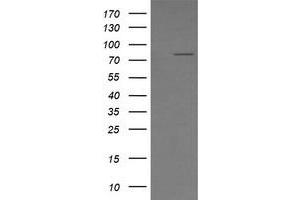 Image no. 5 for anti-SEC14 and Spectrin Domains 1 (SESTD1) antibody (ABIN1501066) (SESTD1 antibody)