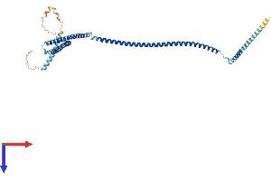 Coiled-Coil Domain Containing 113 (CCDC113) (AA 1-377) protein (His tag)