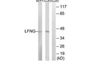 Western blot analysis of extracts from HuvEc/MCF-7 cells, using LFNG Antibody. (LFNG antibody  (AA 121-170))