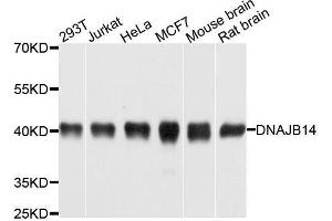 Western blot analysis of extracts of various cell lines, using DNAJB14 antibody. (DNAJB14 antibody  (AA 1-120))