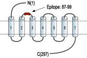 Representative domain view of the target of ABIN7043322.