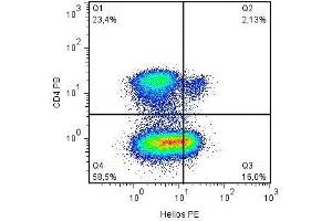 Human peripheral blood lymphocytes were stained with anti-CD4 Pacific (IKZF2 antibody  (AA 51-107) (PE))