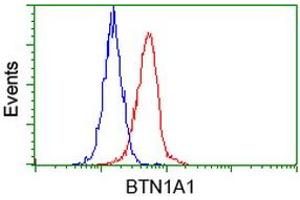 Image no. 2 for anti-Butyrophilin, Subfamily 1, Member A1 (BTN1A1) antibody (ABIN1496986)