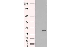 Western Blotting (WB) image for Syntaxin 6 (STX6) peptide (ABIN369597)