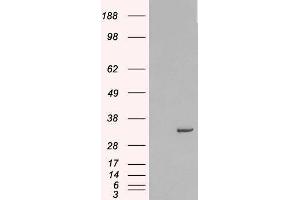 Western Blotting (WB) image for Syntaxin 6 (STX6) peptide (ABIN369597)