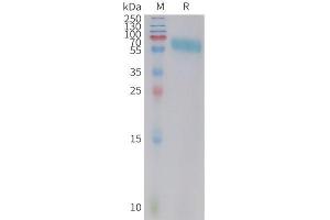 SDS-PAGE (SDS) image for Tumor Necrosis Factor Receptor Superfamily, Member 9 (TNFRSF9) (AA 24-186) protein (Fc Tag) (ABIN7538584)