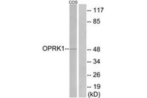Western blot analysis of extracts from COS7 cells, using OPRK1 Antibody. (OPRK1 antibody  (AA 321-370))