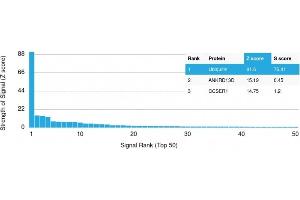 Analysis of Protein Array containing more than 19,000 full-length human proteins using | Z- and S- Score: The Z-score represents the strength of a signal that a monoclonal antibody (MAb) (in combination with a fluorescently-tagged anti-IgG secondary antibody) produces when binding to a particular protein on the HuProtTM array. (Ubiquitin B antibody  (AA 1-119))