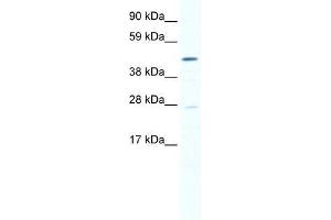 SMYD1 antibody used at 0. (SMYD1 antibody  (N-Term))