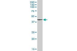 OGG1 MaxPab rabbit polyclonal antibody. (OGG1 antibody  (AA 1-324))