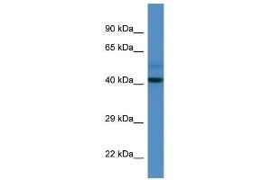 Western Blot showing Dcaf7 antibody used at a concentration of 1. (DCAF7 antibody  (N-Term))
