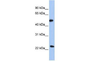 POFUT2 antibody used at 1 ug/ml to detect target protein.