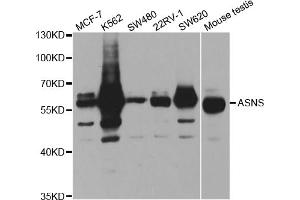 Western blot analysis of extracts of various cell lines, using ASNS antibody.