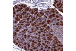 Immunohistochemical staining of human pancreas with FAM113B polyclonal antibody  shows strong cytoplasmic positivity in exocrine glandular cells. (PCED1B antibody)