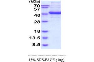 SDS-PAGE (SDS) image for Aldolase C, Fructose-Bisphosphate (ALDOC) (AA 1-364) (Active) protein (ABIN5855049) (ALDOC Protein (AA 1-364))