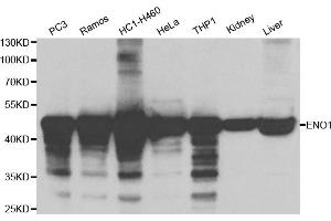Western blot analysis of extracts of various cell lines, using ENO1 antibody. (ENO1 antibody)