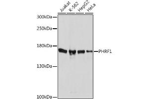 Western blot analysis of extracts of various cell lines, using PHRF1 Rabbit pAb (ABIN7269260) at 1:1000 dilution. (PHRF1 antibody  (AA 1350-1450))